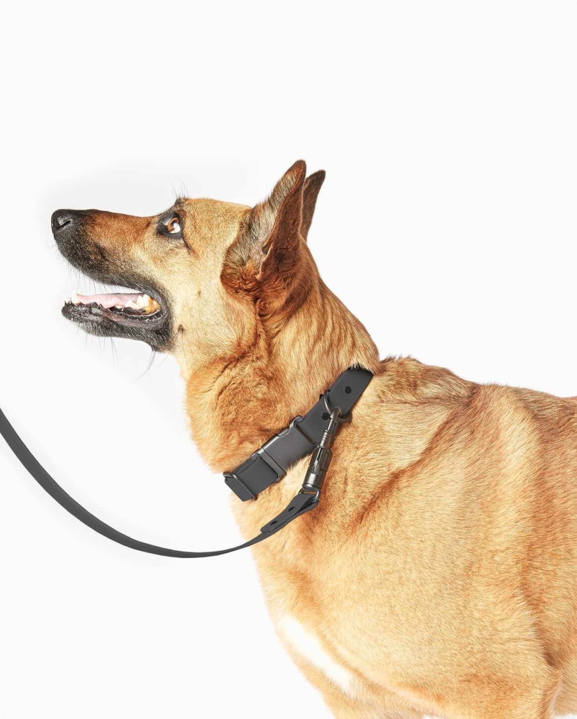 leash-black-5.jpg
